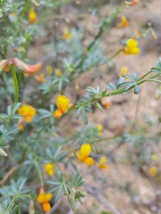Acmispon rigidus