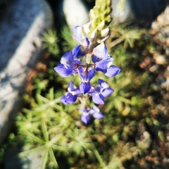 Lupinus sparsiflorus