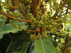Ocotea leucoxylon