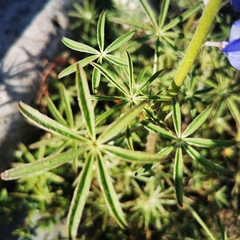 Lupinus sparsiflorus