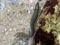 Cebidichthys violaceus