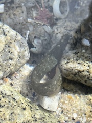 Cebidichthys violaceus