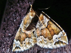 Eulithis prunata