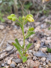 Emmenanthe penduliflora