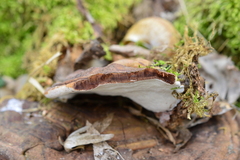 Ganoderma adspersum