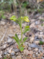 Emmenanthe penduliflora