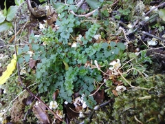 Cardamine caldeirarum