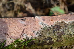 Etheirodon fimbriatum