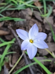 Ipheion uniflorum