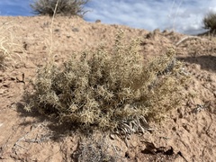 Astragalus kentrophyta