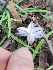 Ipheion uniflorum