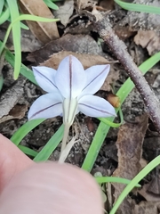 Ipheion uniflorum