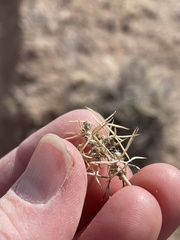 Astragalus kentrophyta