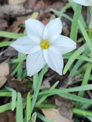 Ipheion uniflorum