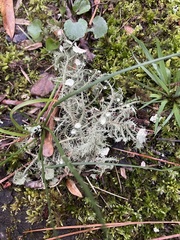 Usnea strigosa - u endochrysea