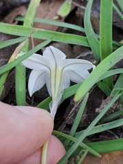 Ipheion uniflorum