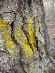 Chrysothrix candelaris