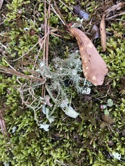 Usnea strigosa - u endochrysea