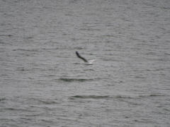 Chroicocephalus philadelphia
