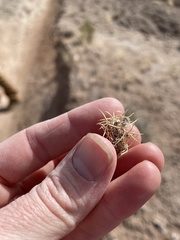 Astragalus kentrophyta