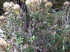 Chiliotrichum diffusum