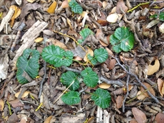 Rubus geoides