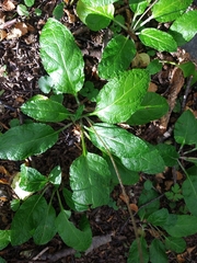 Adenocaulon chilense