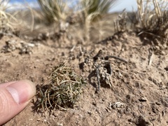 Astragalus kentrophyta