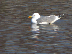 Larus argentatus