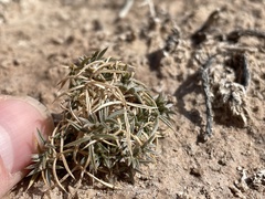 Astragalus kentrophyta