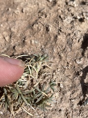 Astragalus kentrophyta