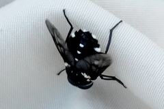 Triclista guttata