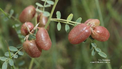 Sphaerophysa