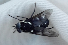 Triclista guttata
