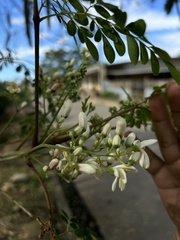 Moringa