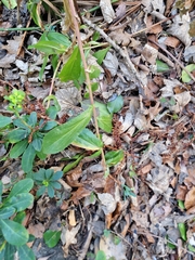 Leucanthemum × superbum