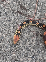 Pituophis vertebralis