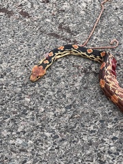 Pituophis vertebralis