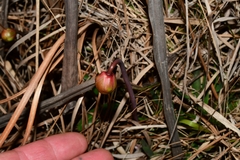 Sarracenia alata