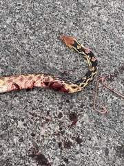 Pituophis vertebralis