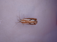 Catoptria latiradiellus