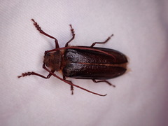Tragosoma harrisii