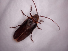 Tragosoma harrisii