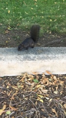 Sciurus niger
