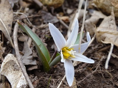 Erythronium