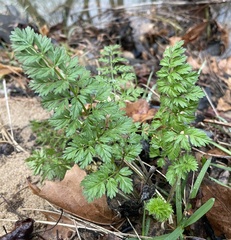 Chaerophyllum procumbens