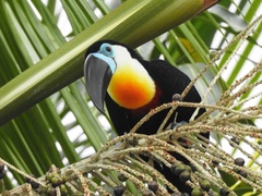 Ramphastos vitellinus