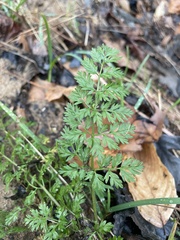Chaerophyllum procumbens