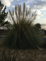 Cortaderia