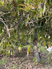 Persea americana